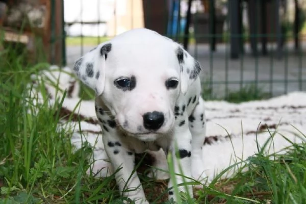 meravigliosa cucciolata di dalmata