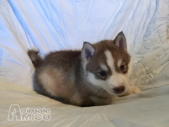siberian husky maschio con pedigree enci e certificati | Foto 2