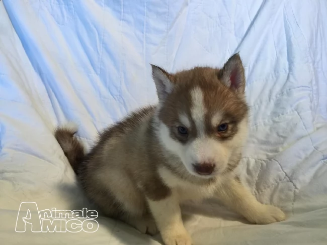 siberian husky maschio con pedigree enci e certificati