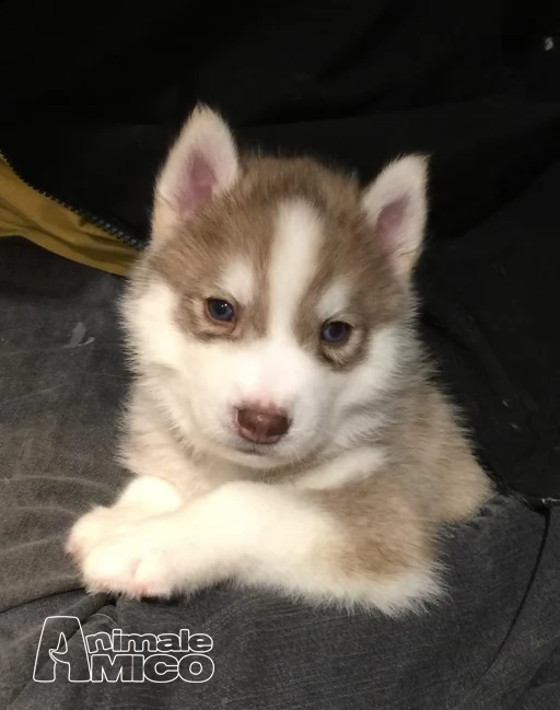 siberian husky maschio con pedigree enci e certificati | Foto 1