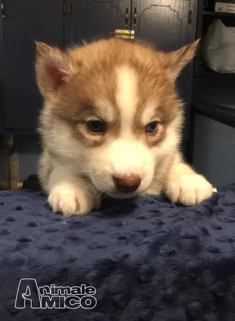 siberian husky maschio con pedigree enci e certificati | Foto 0