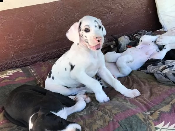 alano cuccioli blu del solesis | Foto 0