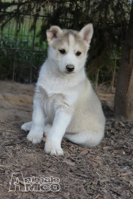 bellissimo cuccioli di siberian husky | Foto 0