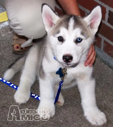 bellissimo cuccioli di siberian husky