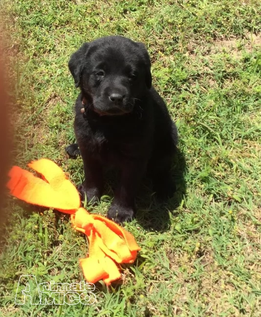 dolcissimi cuccioli di labrador retriever