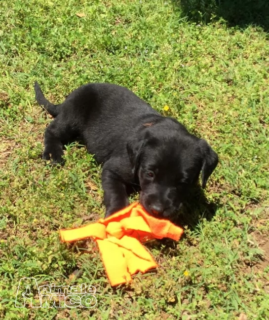 dolcissimi cuccioli di labrador retriever | Foto 2