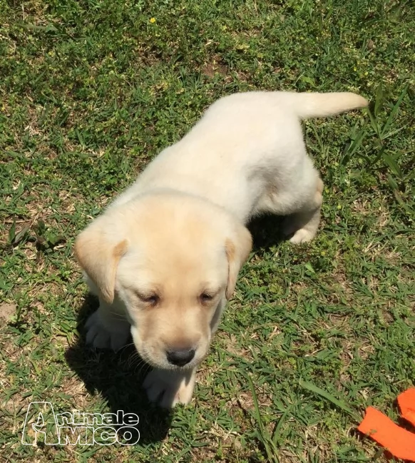 dolcissimi cuccioli di labrador retriever | Foto 1
