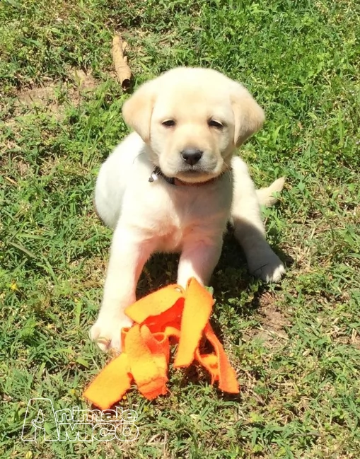 dolcissimi cuccioli di labrador retriever | Foto 0