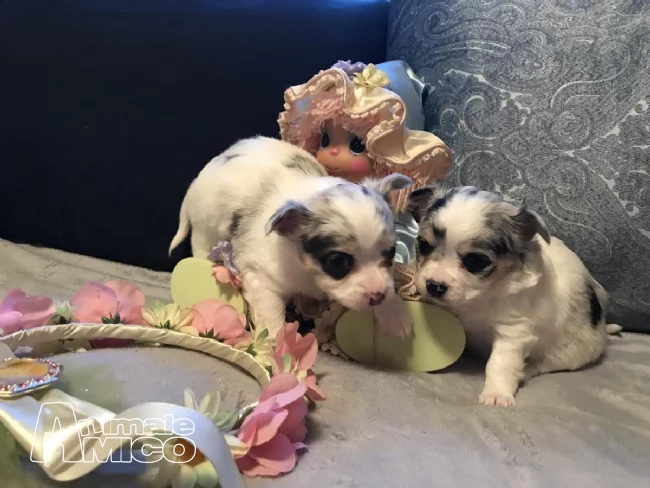 chihuahua toy cuccioli disponibile subito