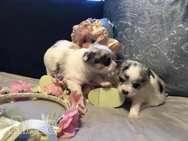 chihuahua toy cuccioli disponibile subito | Foto 1