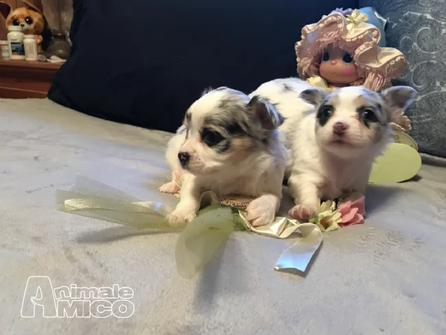 chihuahua toy cuccioli disponibile subito | Foto 0