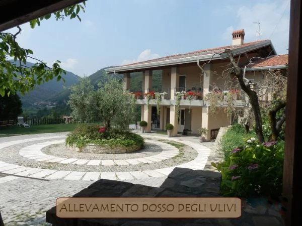 cuccioli di golden retriever | Foto 6