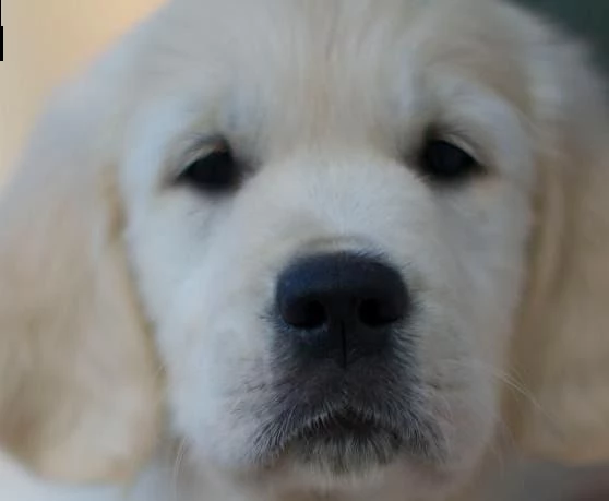 cuccioli di golden retriever | Foto 4