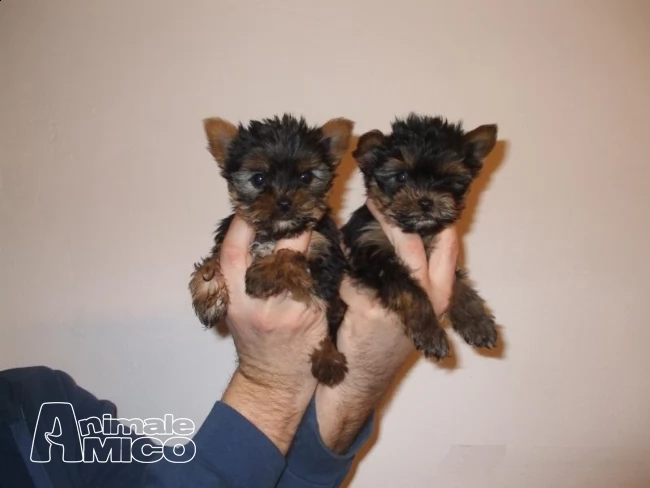 regalo meravigliosi yorkshire terrier toy