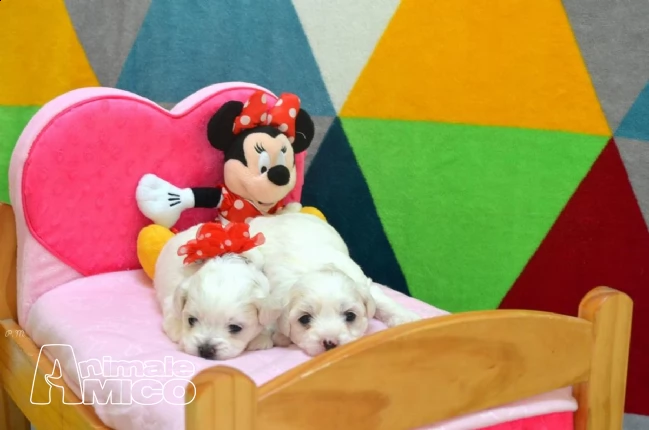 cuccioli di maltese mini maschio e femmina