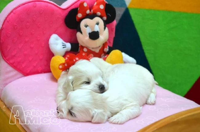 cuccioli di maltese mini maschio e femmina | Foto 2