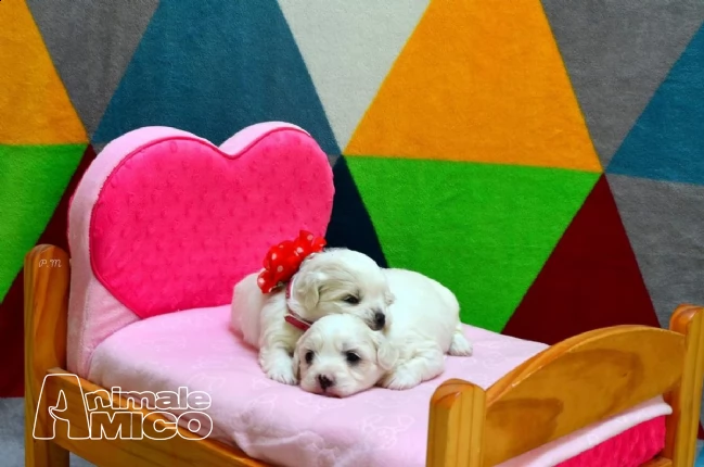 cuccioli di maltese mini maschio e femmina | Foto 1