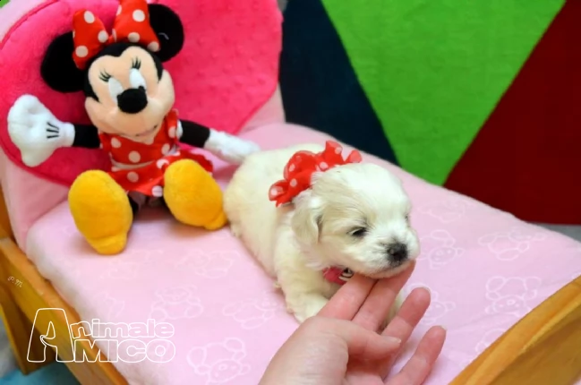 cuccioli di maltese mini maschio e femmina | Foto 0