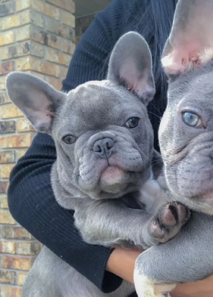 cuccioli bulldog francese | Foto 1