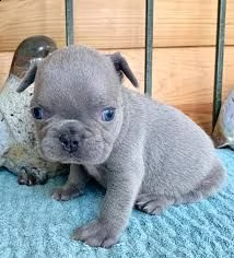 cuccioli bulldog francese | Foto 0