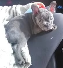 cuccioli bulldog francese