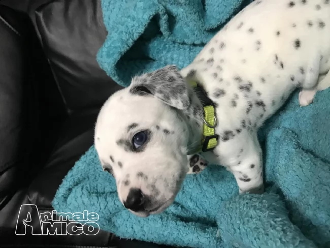 vendita cuccioli di dalmata