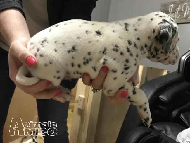vendita cuccioli di dalmata | Foto 2