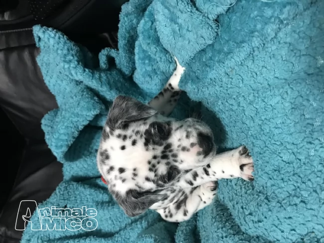 vendita cuccioli di dalmata | Foto 1