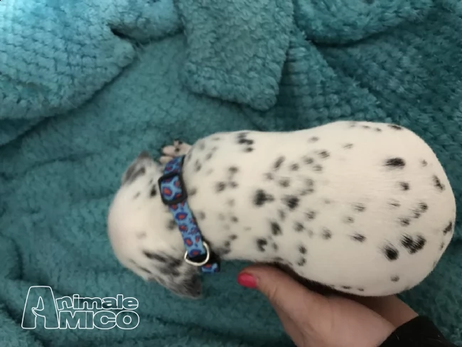 vendita cuccioli di dalmata | Foto 0