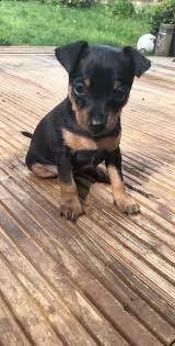pinscher toy | Foto 0