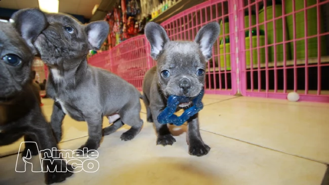cuccioli di bulldog francese | Foto 1