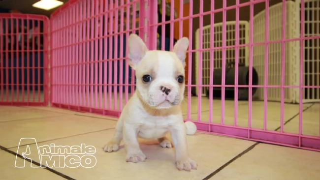 cuccioli di bulldog francese