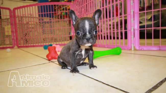 cuccioli di bulldog francese | Foto 0