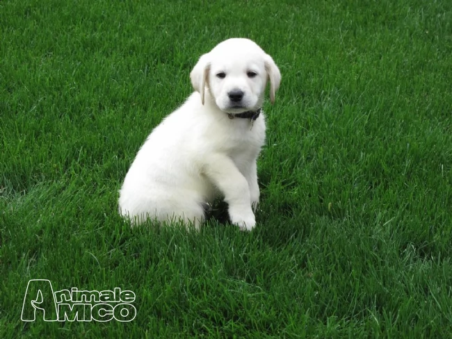 due labrador con pedigree | Foto 1