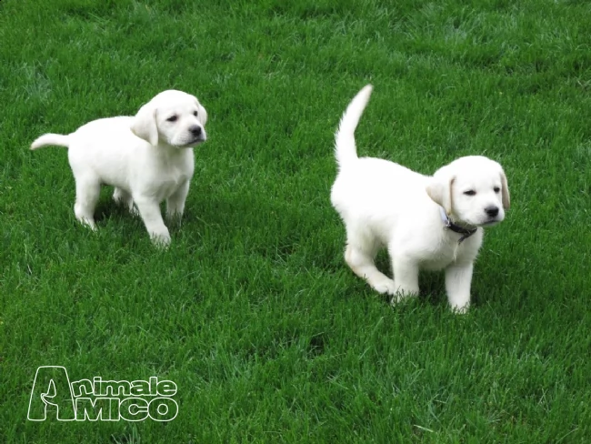 due labrador con pedigree | Foto 0