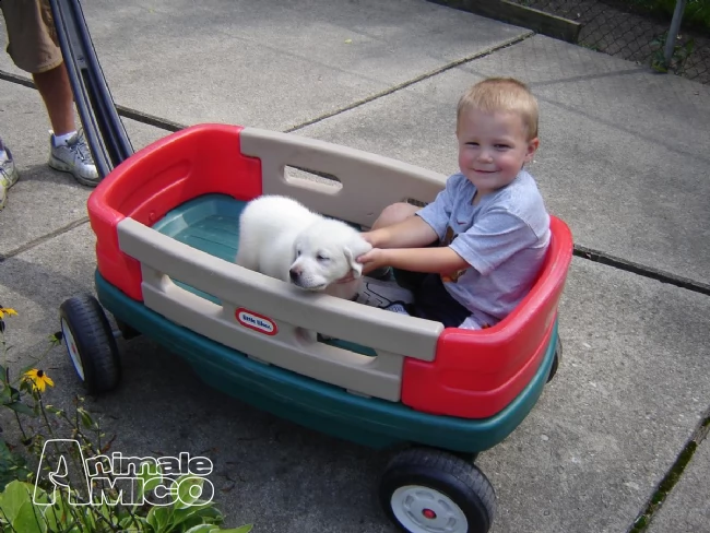 due labrador con pedigree