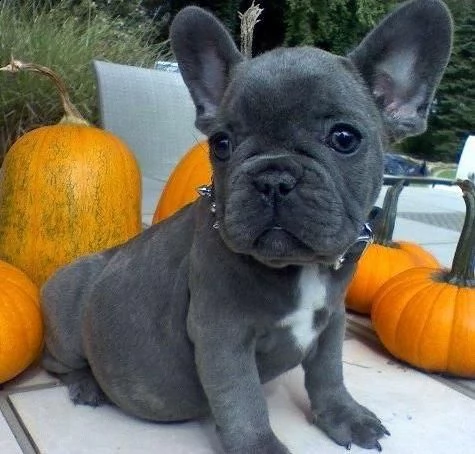  bulldog - bouledogue francese cuccioli blu 