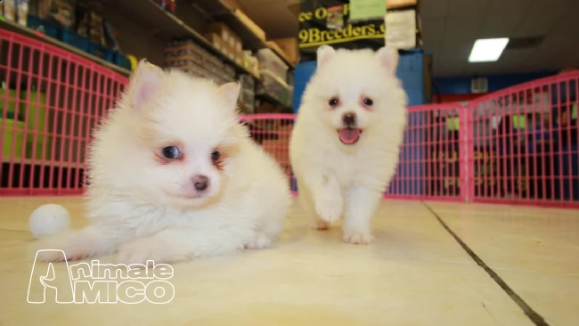  due disponibili cuccioli di pomerania con pedigree 