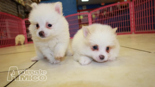  due disponibili cuccioli di pomerania con pedigree  | Foto 0