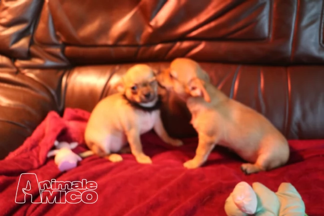 cuccioli maschi e femmina con pedigree