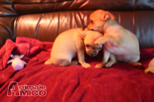 cuccioli maschi e femmina con pedigree | Foto 1
