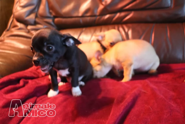 cuccioli maschi e femmina con pedigree | Foto 0