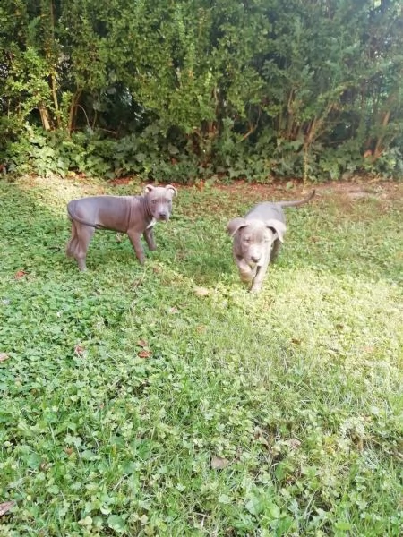  cuccioli pitbull