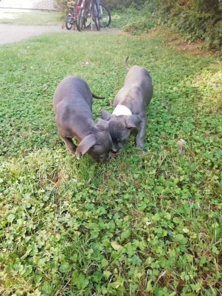  cuccioli pitbull | Foto 4