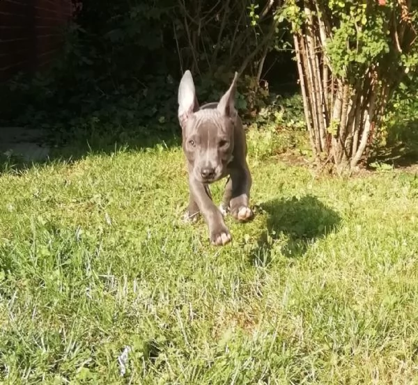  cuccioli pitbull | Foto 3