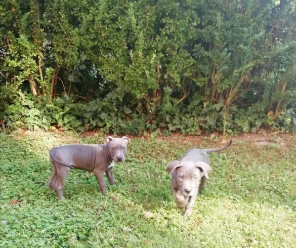  cuccioli pitbull | Foto 1