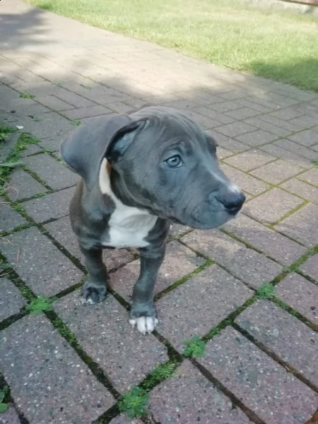  cuccioli pitbull | Foto 0