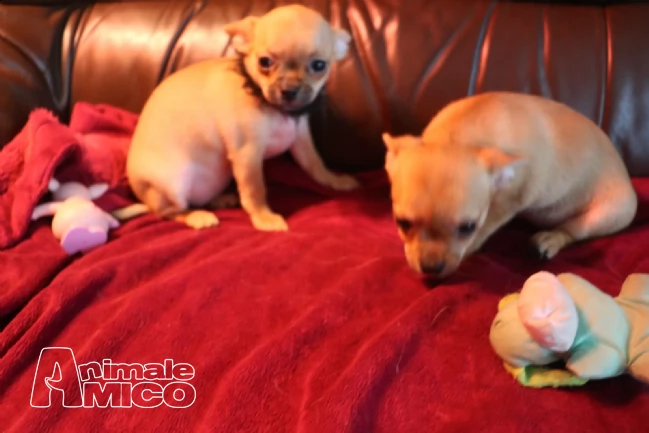cuccioli di chihuahua nero e bianco crema con pedigree. | Foto 1