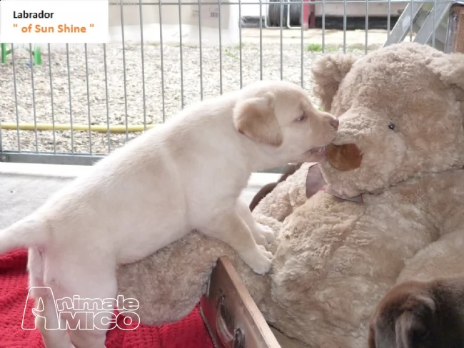 cuccioli di labrador con pedigree