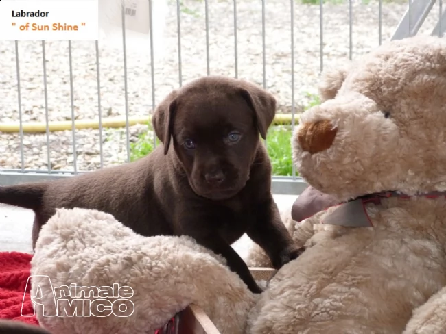 cuccioli di labrador con pedigree | Foto 0